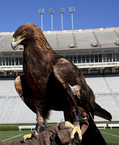 Auburn mascot war eagle